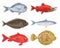 Set of different cartoon fish on white background