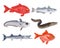 Set of different cartoon fish on white background. Seafood collection