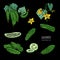 Set of different cucumber, on branch, flowering. slices, cut along, top view, from side. Colorful vector hand drawn