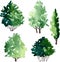 Set of different deciduous trees