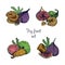 Set of different fig fruit. Fresh and dried fruits, leaf, slices. Colorful vector hand drawn illustration.