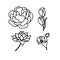 Set Of Different Flowers Vector. Illustration Of Peony, Tulips, Lotus, Orchid Line Art on White Background.