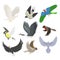 Set of different flying birds vector illustration.