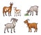 Set of different goats  - vector illustration