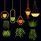 Set of different hanging plants and hanging pots for them.