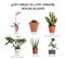 Set of different houseplants on background. Best gifts for plant lovers