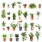 Set of different houseplants in flower pots on background