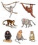 Set of different monkeys - vector illustration