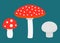 Set of different mushrooms