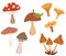 Set of different mushrooms. Types of Autumn Mushroom, Cep, chanterelle, honey agaric, oyster mushrooms, fly agaric. Design