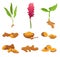 Set With Different Parts Of Curcuma Plant Vector Illustration