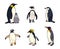 Set of different penguins - vector illustration