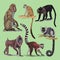 Set with different primates, monkeys animals collection. macaque lemur Japanese long-tailed macaque Maned mangabey or