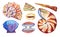 Set of different seashells. Hand drawn watercolor illustration