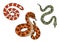 Set of different snakes with hand drawn outline. Vector collection of elapidae, python, rattlesnake. Tropical or Wild