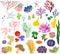 Set of different species of soft corals and marine invertebrates on white background