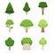 Set of different trees oak, sequoia, spruce, pine, cedar, maple, linden. Vector illustration. Isolated on white background