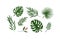 Set of different tropical green leaves or branches vector flat illustration. Collection of natural exotic foliage of