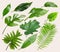 Set of different tropical leaves