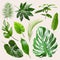 Set of different tropical leaves