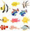 Set of different tropical marine aquarium fishes