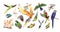 Set of different tropical parrots vector illustration. Collection of colored birds with feathers and wings isolated on