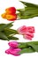 Set of different tulip flowers bouquets isolated on white.