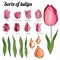 Set of different tulips. Various sorts of color