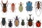 Set of different types of bugs and beetles isolated on white background in flat style. Vector illustration.