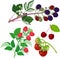 Set of different types of ripe garden berries on branches