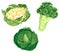 Set of different vegetables, hand drawn watercolor illustration. Broccoli, cabbage and Cauliflower.