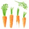 Set of different vegetables, hand drawn watercolor illustration. Carrot.