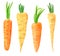 Set of different vegetables, hand drawn watercolor illustration. Carrot and parsnip.