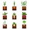 Set of different vegetables plant growing underground: carrot, onion, potatoes, radish, daikon, beet, garlic, celery