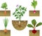 Set of different vegetables plant showing root structure below ground level on white background