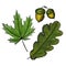 Set. Digital sketch maple and oak tree leaves and acorn. Black doodle outline and green colored foliage, yellow nut with
