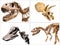 Set of dinosaurs skeleton T-Rex, Diplodocus, Triceratops, on white isolated background