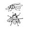 Set of a dirty ugly dung fly, for logo or icon, infection symbol