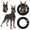 Set of Doberman colored illustrations in a collar.