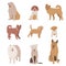 Set of dog character illustration. Dogs isolated on white. Vector