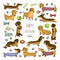 Set of dog dachshund illustrations