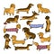 Set of dog dachshund illustrations