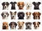 Set of dog faces on white background. A variety of types and colors.