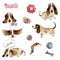 Set of dogs basset hound in different poses with toys