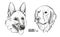 Set of dogs. Breeds German Shepherd and Labrador. Graphical vector illustration