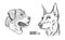 Set of dogs. Breeds Rottweiler and Doberman. Graphical vector illustration