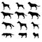 Set of dogs breeds silhouette. Vector on white background. Icons collection for cynology, pet clinic and shop.