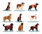 Set of dogs rescuers. Collection of the cadaver dogs of various breed