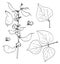 a set of dolichos drawing. hand-drawn vine of the flowering branch of dolichos with pods and leaves, isolated black