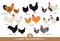 Set of domestic chickens Flat vector illustration Poultry farming